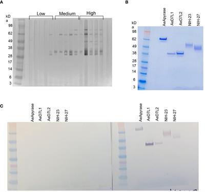 Antibodies to Aedes aegypti D7L salivary proteins as a new serological tool to estimate human exposure to Aedes mosquitoes